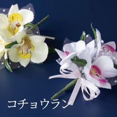 コチョウラン